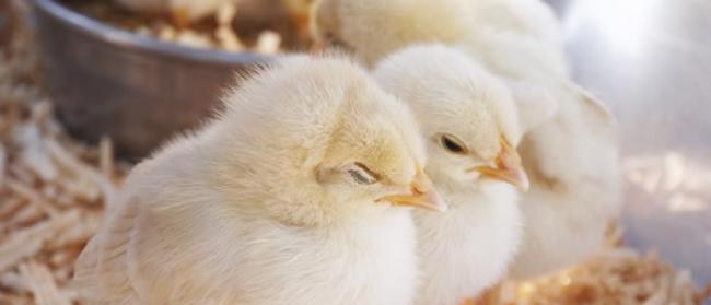 美国《科学进展》：小鸡如何破壳而出 鸡蛋为何不会被母鸡压破