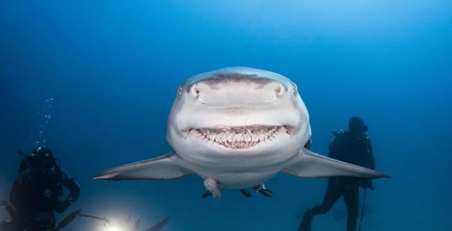 美国潜水爱好者在佛罗里达州海域拍摄到柠檬鲨咧嘴憨笑的搞笑画面