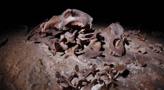 岩洞内亦发现很多不同生物的骨头。
