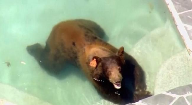 美国洛杉矶郊区野生黑熊闯入豪宅在泳池泡水消暑