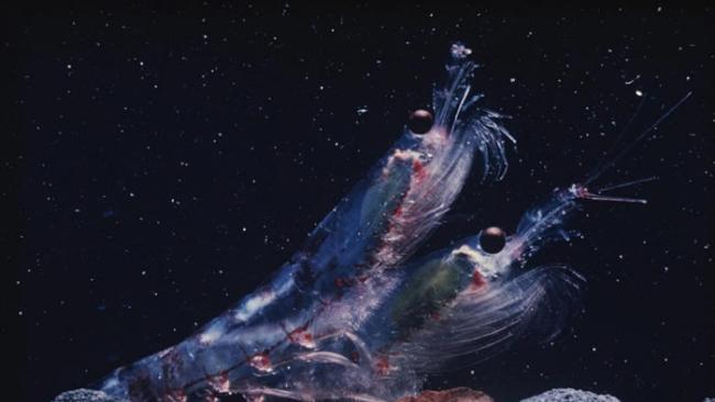磷虾是食物链的基石，喂养着鲸鱼、海豹等许多海洋动物。 PHOTOGRAPH BY BILL CURTSINGER, NATIONAL GEOGRAPHIC