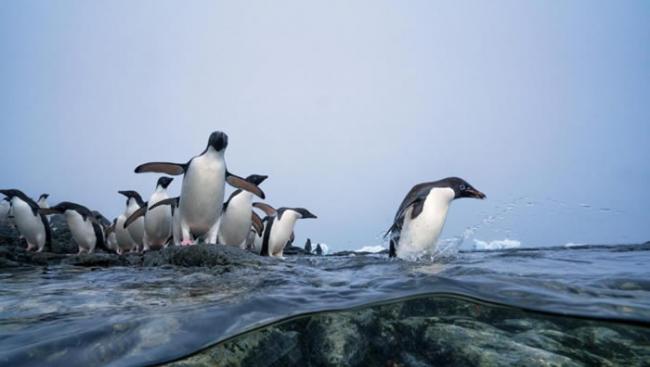 小小阿德利企鹅正准备第一次下水游泳。不久后，它们将会学习狩猎主食磷虾来喂饱自己。 PHOTOGRAPH BY KEITH LADZINSKI, NATIONAL