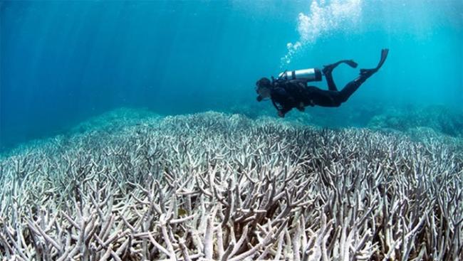 英国调查报告指大堡礁珊瑚早在400年前已有白化迹象