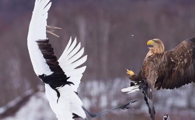白尾鹰（右）意图从丹顶鹤口中抢走其鱼当午餐；后者随即伸爪拍翼还击。
