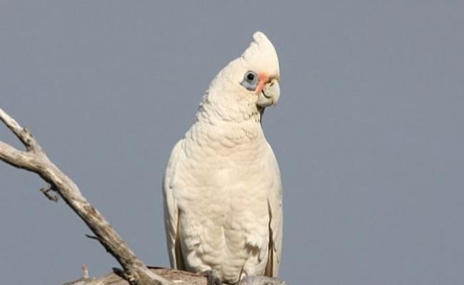 小凤头鹦鹉有短短的头冠和白色的喙，眼睛周围有蓝色的绒毛。