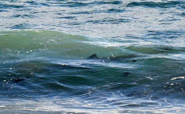 澳洲滑浪手惊魂：4米巨鲨伴游5分钟