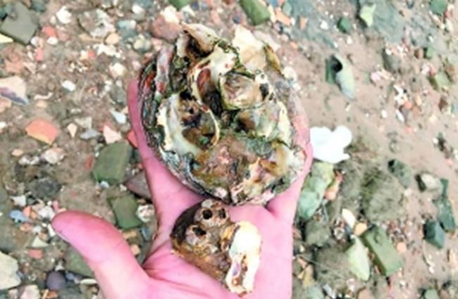 在老沙岛发现的牡蛎壳和藤壶。