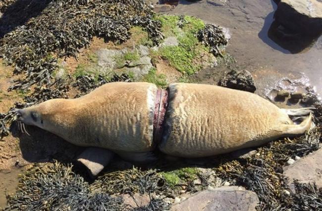 英国纽卡斯尔海豹“中段锯开” 杀死它的是人类随手扔掉的垃圾