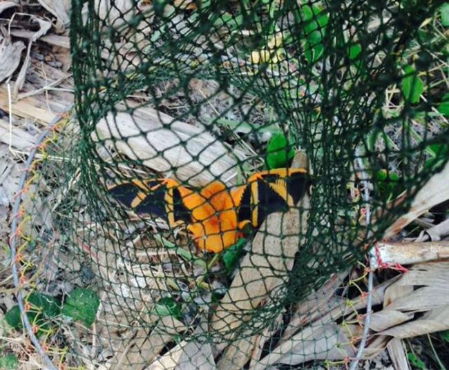 泰国香蕉园濒临绝种的小彩蝠从树上掉下来