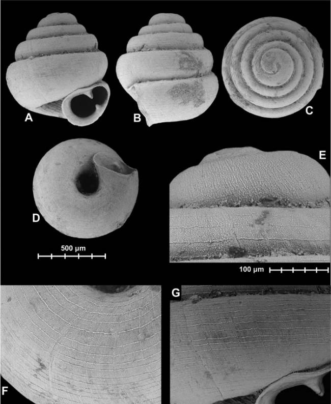 广西石灰岩地区发现世界上最小的陆地蜗牛Angustopila dominikae