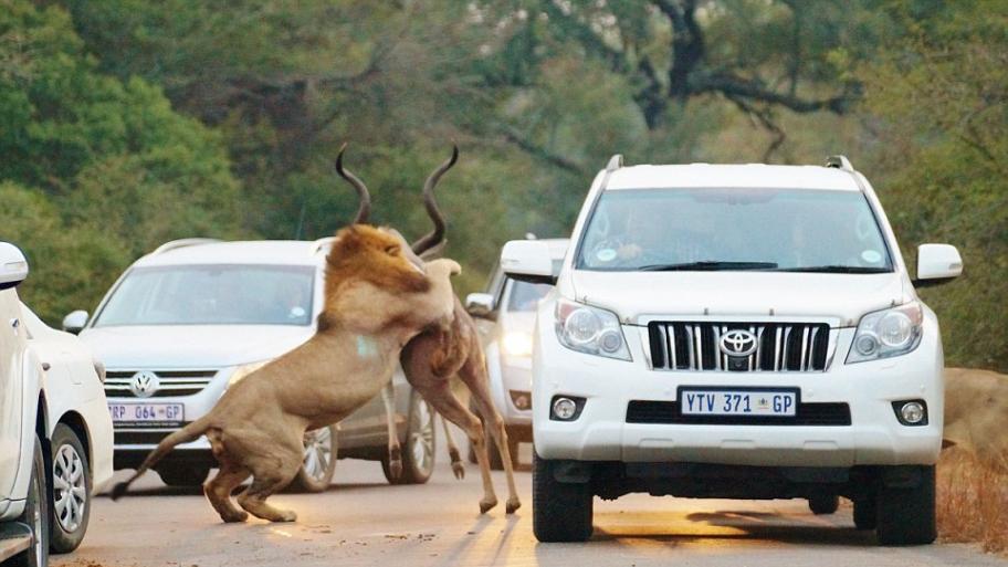 南非克留格尔国家公园两只狮子在游客车前猎捕羚羊