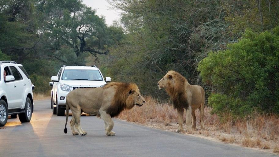 南非克留格尔国家公园两只狮子在游客车前猎捕羚羊