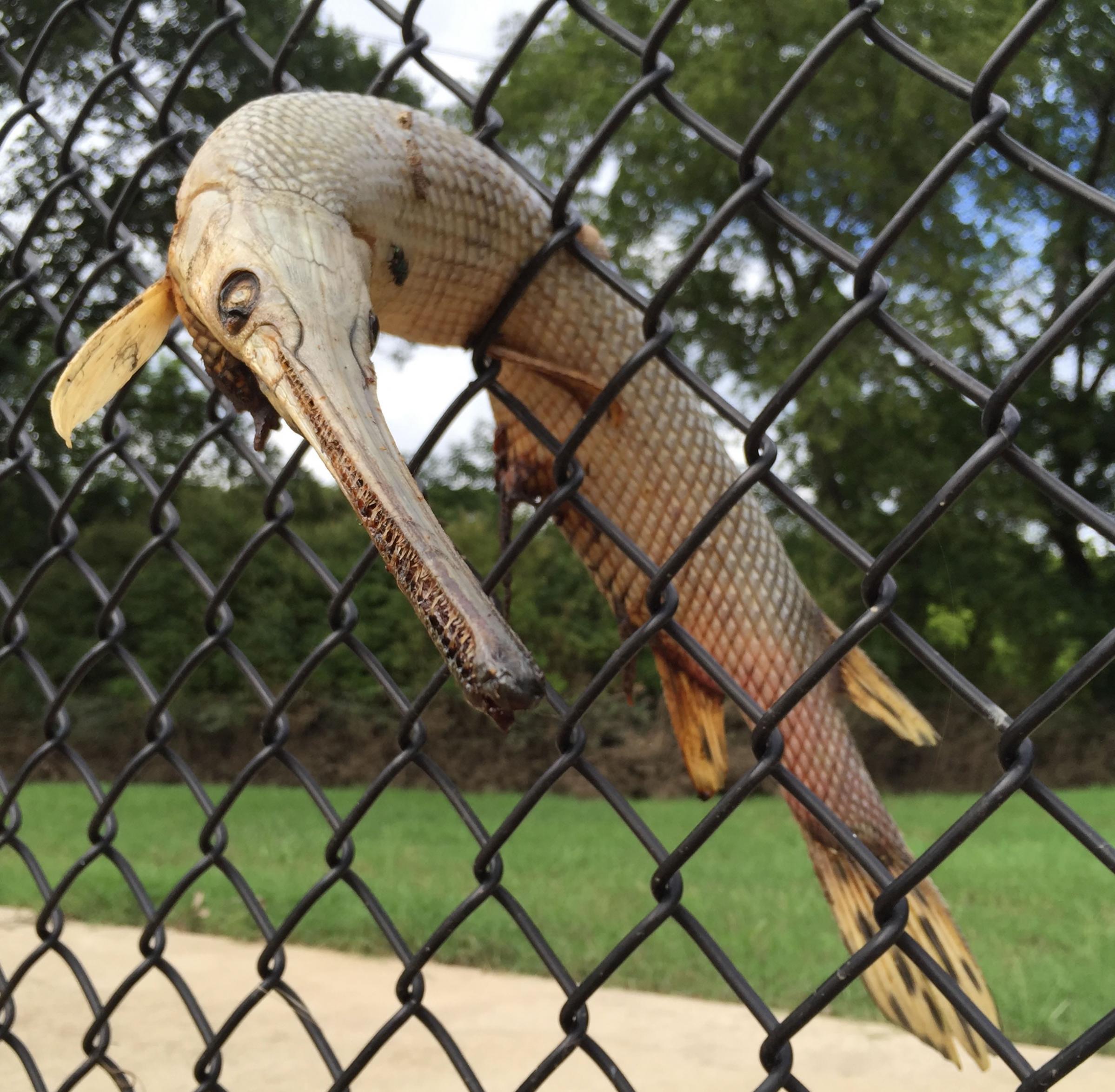 美国德州大洪水退后“活化石”雀鳝卡在网球场护栏