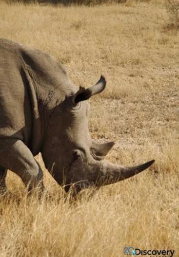 在人类的屠杀下，肯尼亚目前只剩600只黑犀牛