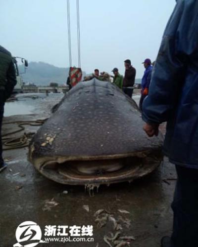 温州渔民捕获万斤鲸鲨