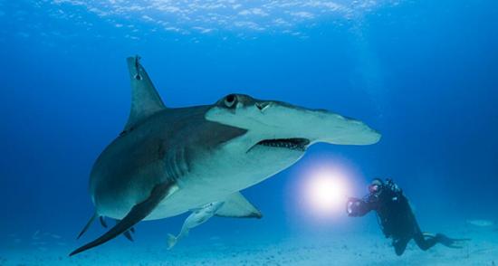 摄影师在巴哈马比米尼群岛附近海域面对面拍摄双髻鲨