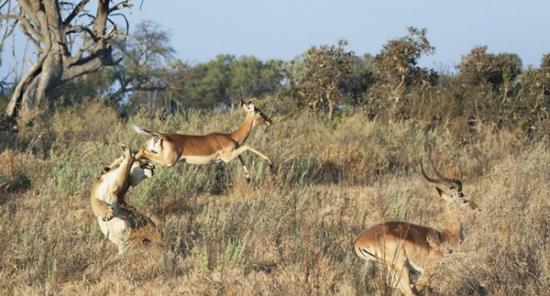 博茨瓦纳的奥卡万戈三角洲母狮捕食黑斑羚扑空
