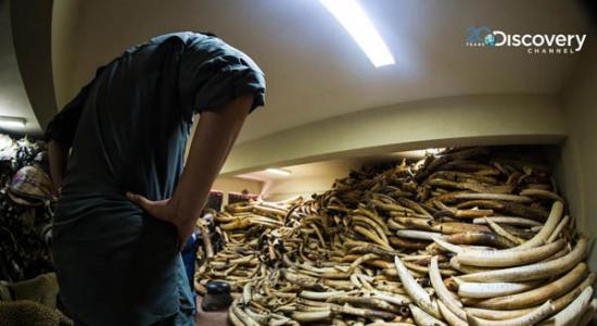 肯尼亚野生动物管理局总部底下有个保险库，超过40吨的没收象牙，每个都是个生命。