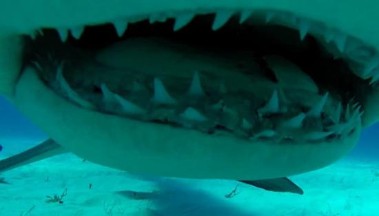 摄影师在巴哈马比米尼群岛附近海域面对面拍摄双髻鲨