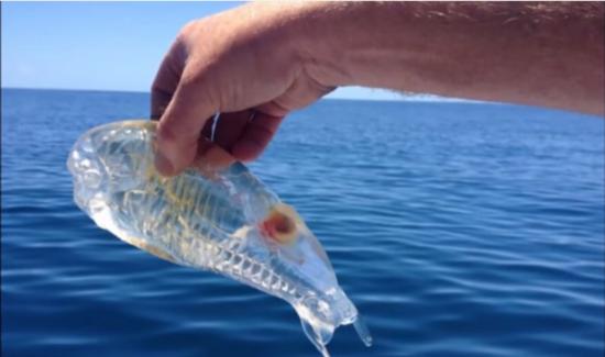 樽海鞘：透明的“果冻鱼”