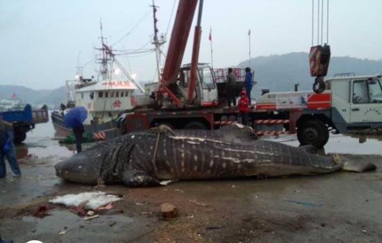 温州渔民捕获万斤鲸鲨