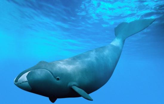弓头鲸为何寿命可以超过200岁