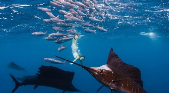 世界最性感女运动员大海中与鲸鲨等“巨无霸”鱼类共游