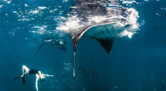 世界最性感女运动员大海中与鲸鲨等“巨无霸”鱼类共游