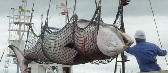 国际捕鲸委员会对日本“调查捕鲸”活动意见不一