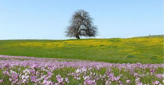 美国加利福尼亚一处草原的植物物种流失与气候干燥性的不断增加有关