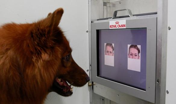 狗能够持续的区分面部表情并选择能够获得奖励的表情图片