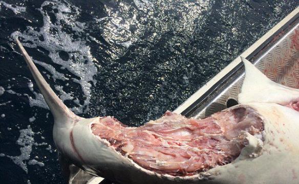 澳大利亚渔民展示鲨鱼身体残骸照片 称当地面临食人鲨泛滥的灾难