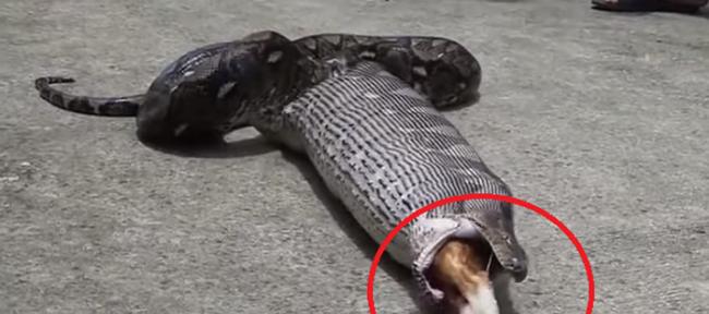泰国巴吞他尼府巨大蟒蛇闯入民宅 猫咪不见了