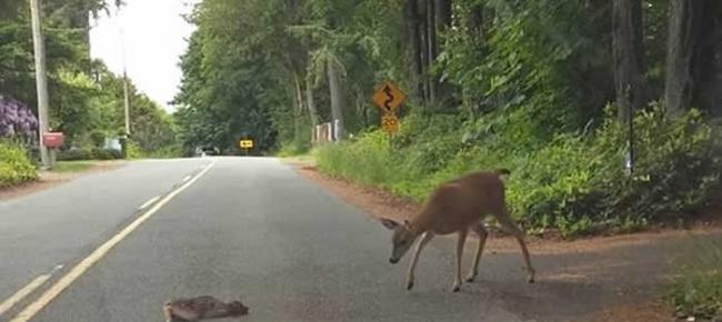 美国华盛顿州一只母鹿耐心鼓励受惊小鹿