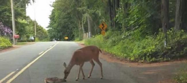 美国华盛顿州一只母鹿耐心鼓励受惊小鹿