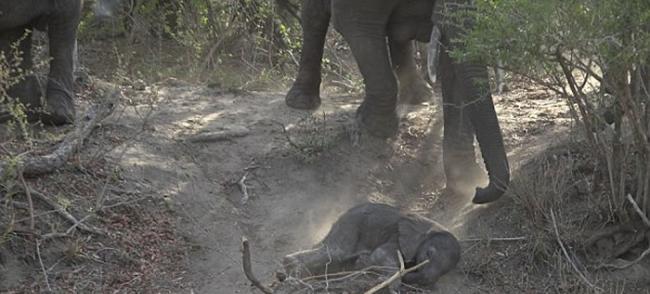 南非克鲁格国家公园初生小象滚下斜坡 大象伸长鼻救回