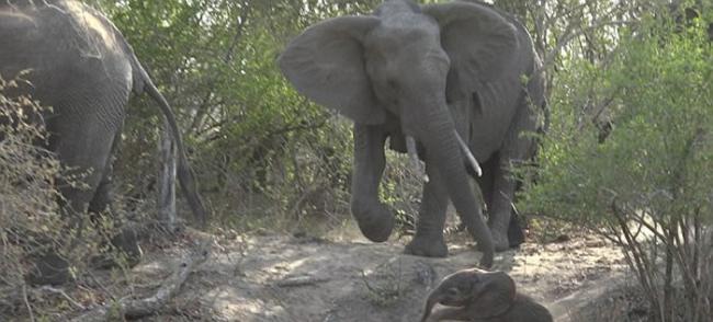 南非克鲁格国家公园初生小象滚下斜坡 大象伸长鼻救回