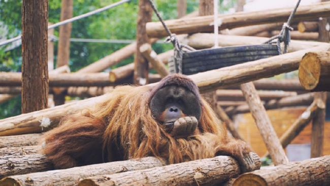 南京红山动物园红毛猩猩“乐申”高智商逃跑 连中2针麻醉引发肺水肿丧命