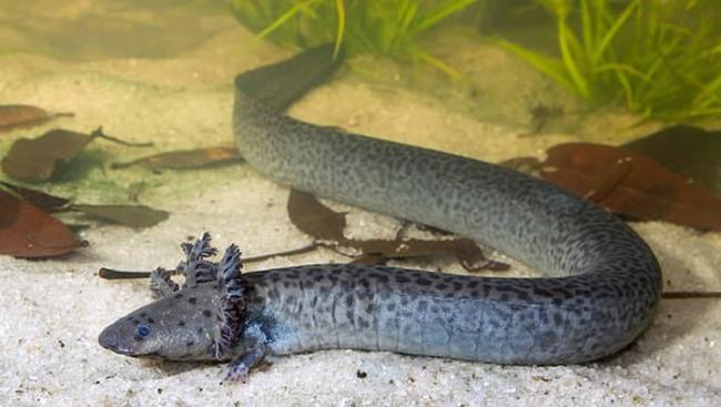 美国佛州沼泽区发现百年来最大新品种鳗螈“网状海妖”