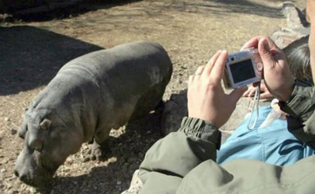 杨基在21年前送到门多萨省动物园,肩负繁殖重任。