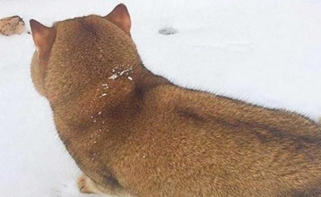 以为是柴犬 转过头来原来是住在俄罗斯的网红猫咪“Hosico”