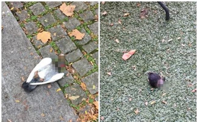 美国纽约市男子在公园内捉住鸽子扯开两段吸血