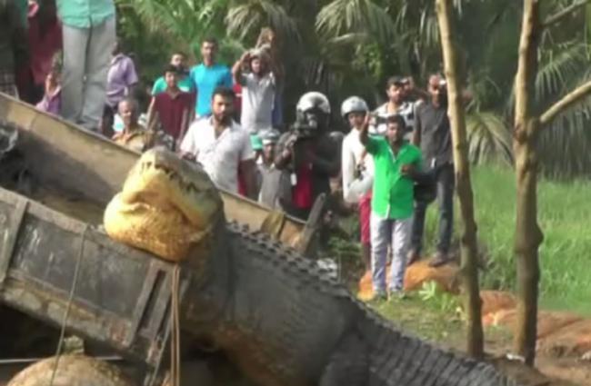 斯里兰卡一条长达5米的巨鳄被困于水道中