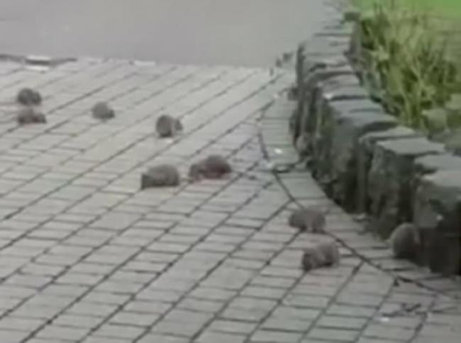 《哈默尔恩的吹笛人》场面：英国德文郡普利茅夫30只老鼠白天横行