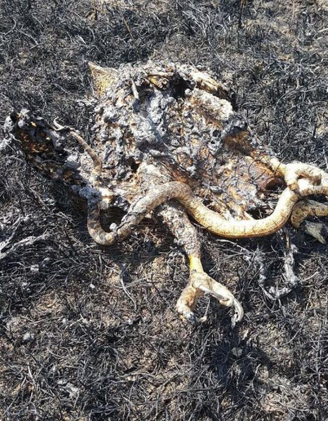 美国蒙大拿州北部草原大火“罪魁祸首”可能是一只抓着蛇的老鹰