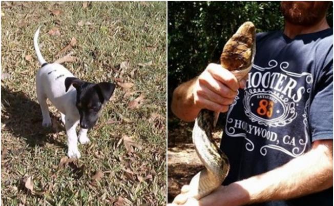 澳洲昆士兰省凯恩斯市郊民居遭4米蟒蛇袭击 勒死宠物狗
