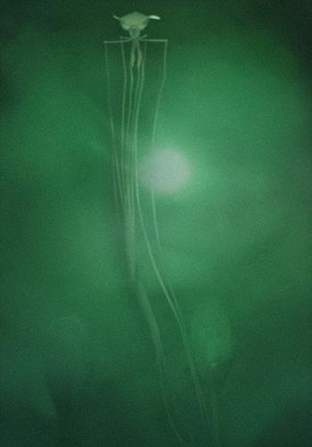 这是墨西哥湾海底拍摄到的长臂乌贼，其触角长度是身体的15-20倍，总体长达到8米。它的10个附肢与身体保持直角，看上去像长着肘部