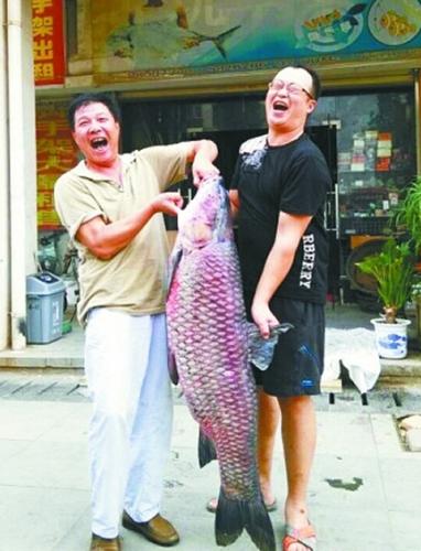 钓鱼爱好者在湖北省武汉市江夏区汤逊湖钓到38.7公斤大青鱼