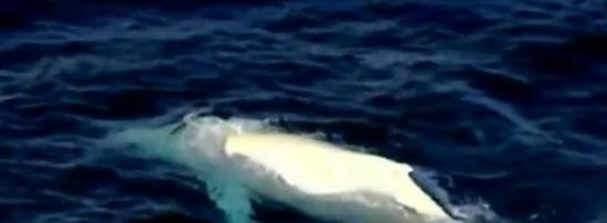澳洲东部海域明星白化座头鲸“米加鲁”（Migaloo）再度现身