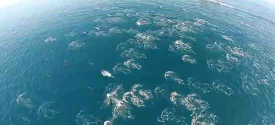 无人机从空中直击上千只海豚大奔逃